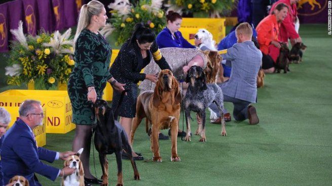  Quién es Scooter, el ganador del concurso del perro 