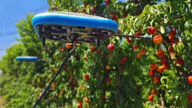  Usan drones con inteligencia artificial para recolectar frutas
 