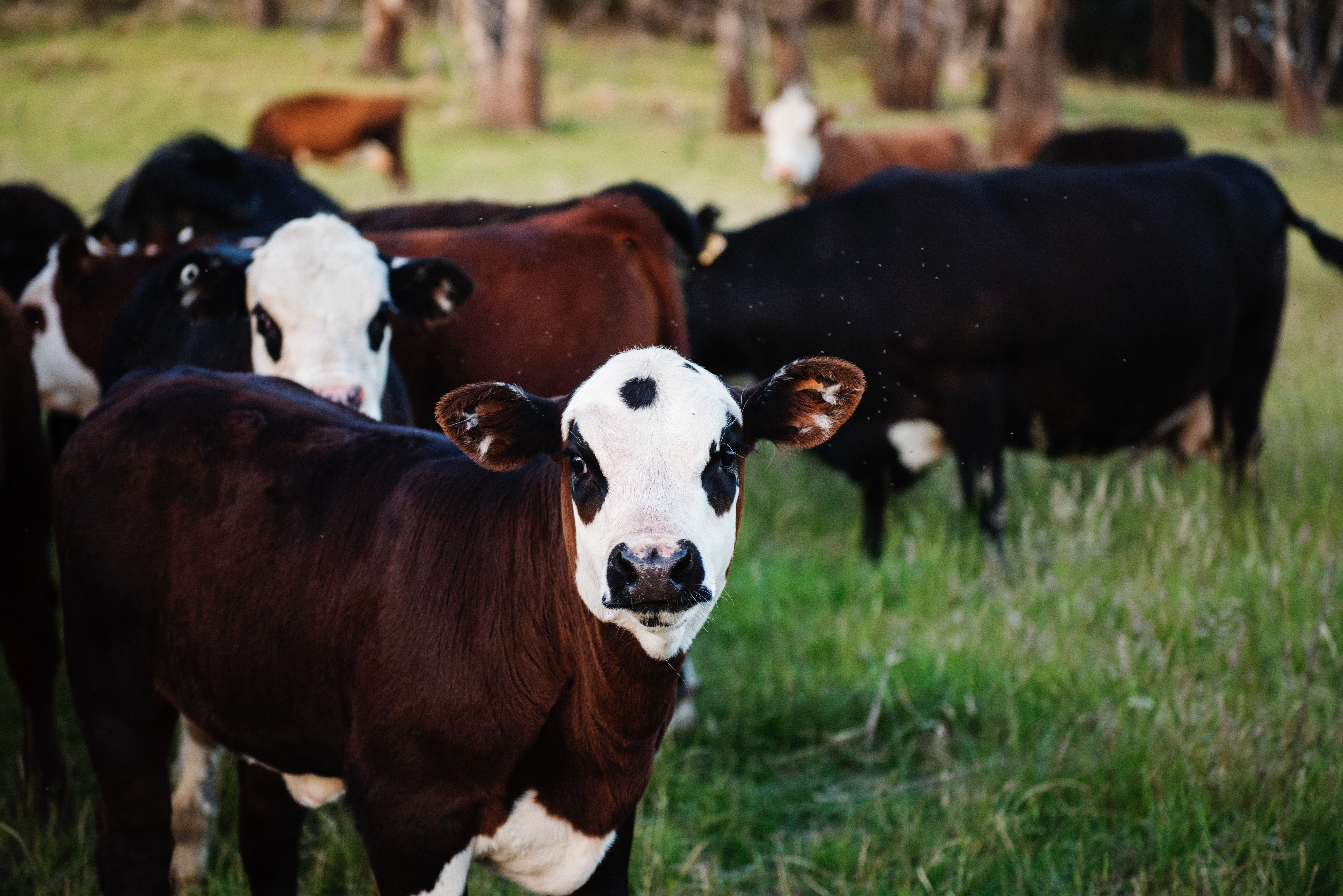  La producción de carne bovina creció 10% en relación al 2022
 