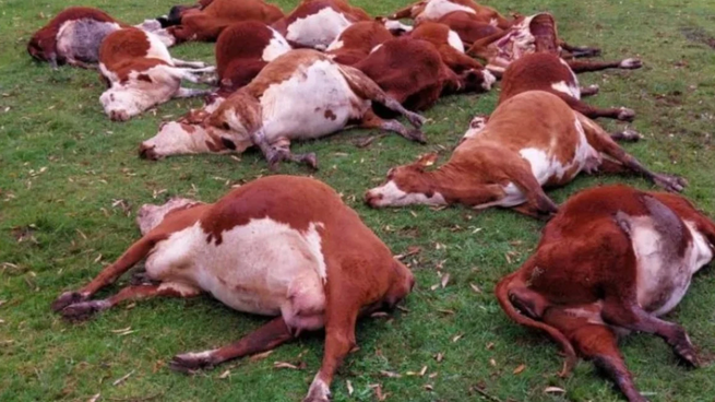  Alerta en Corrientes por la muerte de 240 vacas por nitratos tóxicos
 