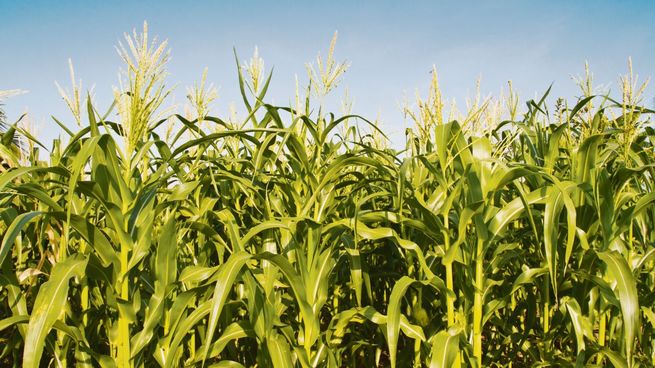  El maíz se disparó casi 4% ante la falta de lluvias; la soja y el trigo descendieron por toma de ganancias
 