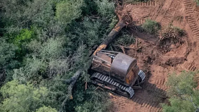  Tras salida de Bolsonaro, se redujo la desforestación del Amazonas en un 33,6%
 