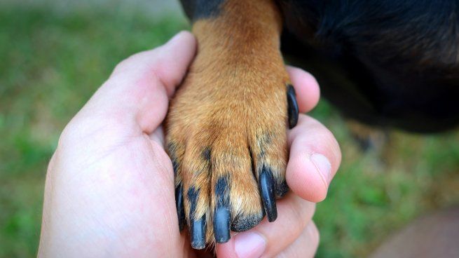  ¿Cómo enseñarle a tu perro a dar la pata?
 