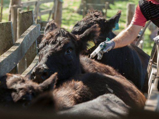  Ganado bovino: en junio se faenaron 1,3 millones de cabezas 
 