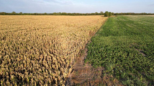  El INTA desarrolló una nueva variedad de soja de 