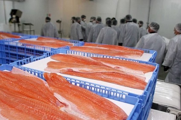 Salmón chileno a India: Sernapesca anuncia certificación y beneficios arancelarios para ese país