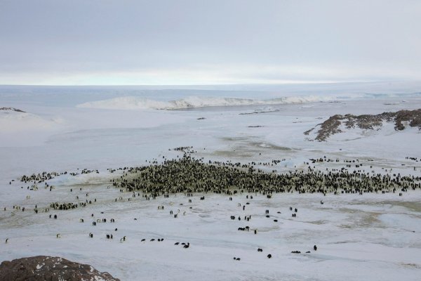 Boric defiende carácter científico de la Antártica: 