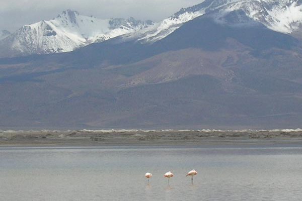 CDE demanda a Quiborax por 37 años de daño ambiental 