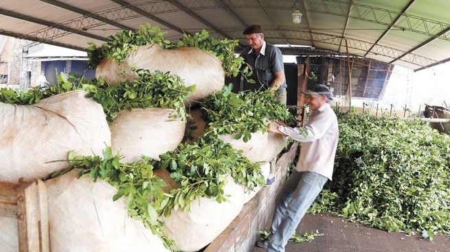  Fijan nuevos precios para producción de Yerba Mate hasta octubre del 2023 
 