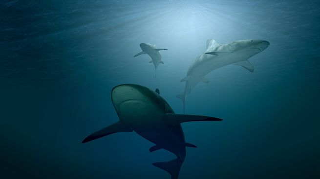  Los tiburones de Brasil son los más letales del mundo
 