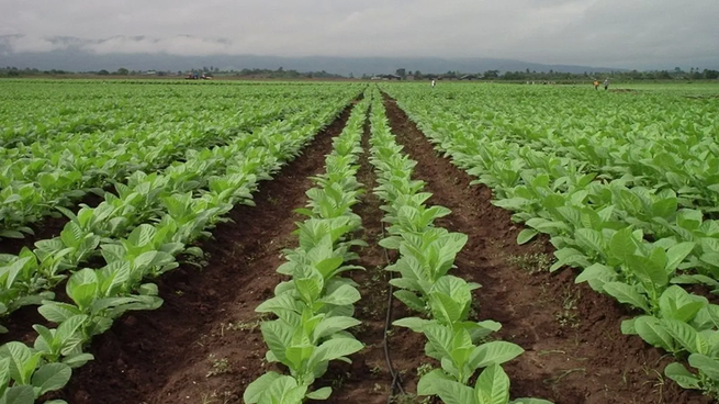  Crece malestar de las provincias tabacaleras
 