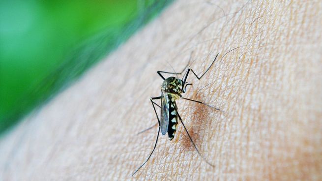  Dengue: cuáles son los barrios de la Ciudad más afectados
 