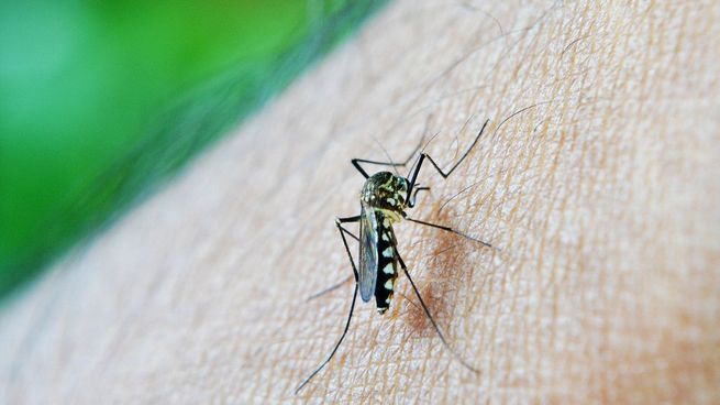  Dengue: cuáles son los barrios de la Ciudad más afectados
 