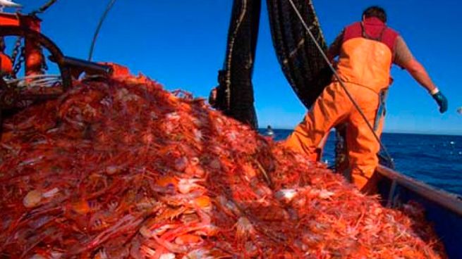  Temporada de langostinos récord en Chubut: 116 mil toneladas de pesca e ingresos por u$s820 millones
 