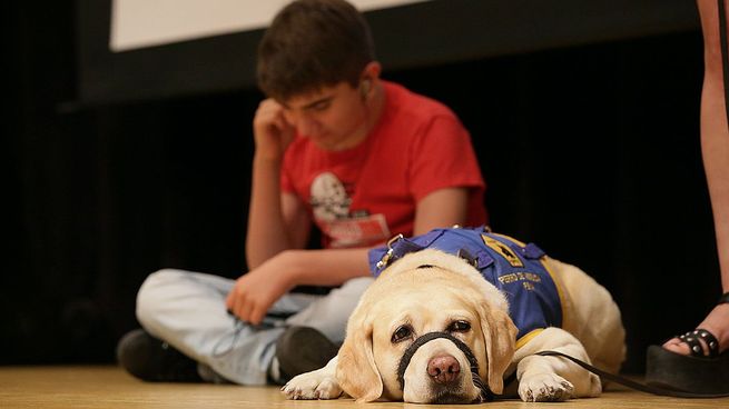  Autismo: la historia de Volta, la perra que le cambió la vida a Nico
 