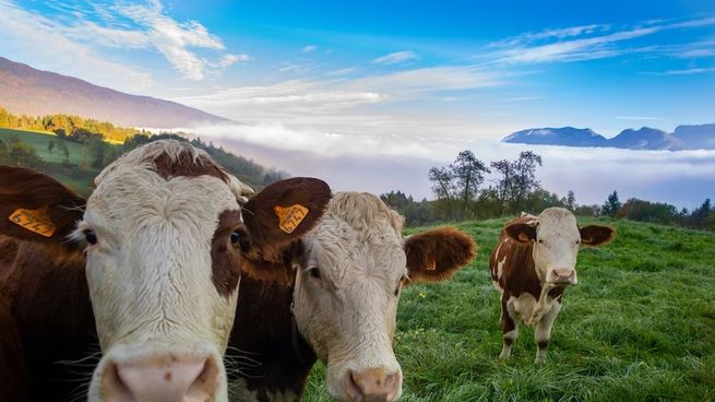  Ganadería regenerativa, la producción que une economía y sustentabilidad
 