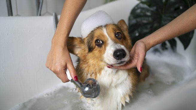  Perros: seguí estos consejos para bañarlos correctamente
 