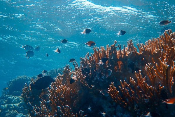 Los organismos diminutos dominarán los océanos debido a la acidificación por el cambio climático